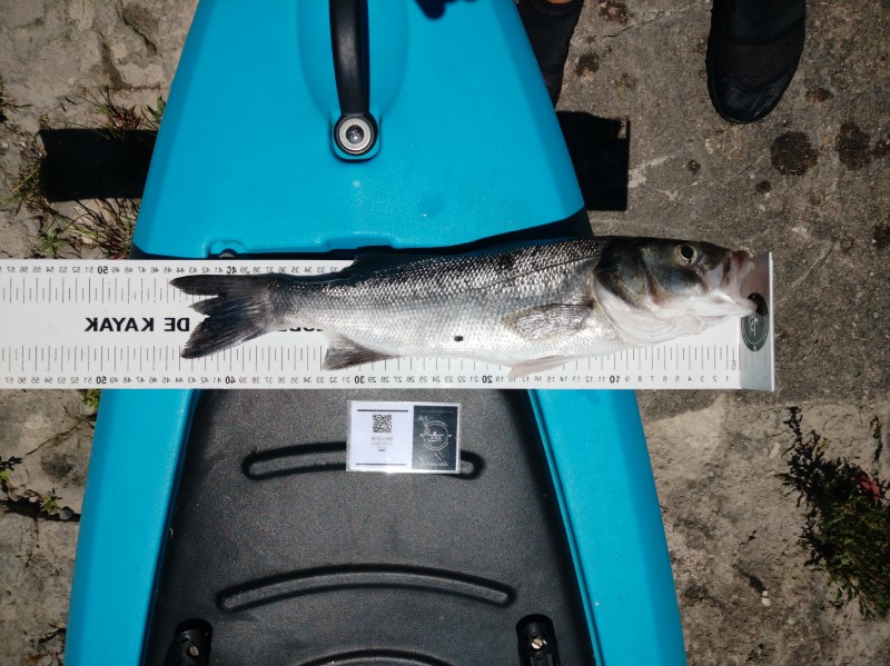 Fish Measure Picture
